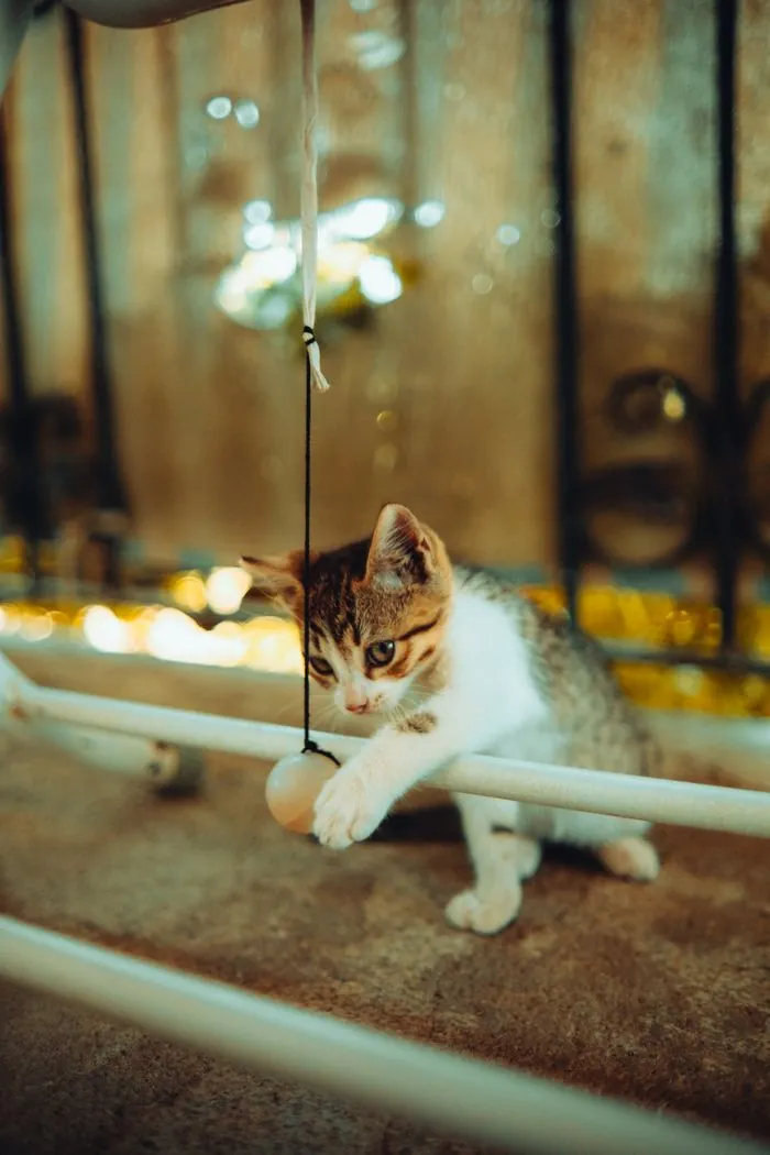 Pet Faecal Stains
