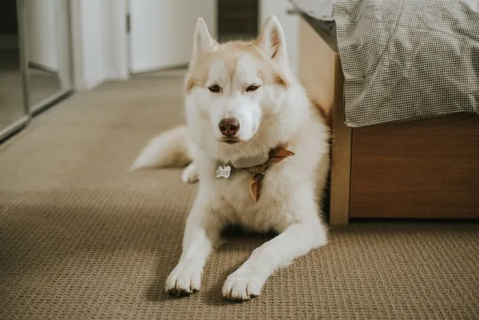 Pet Urine Stains