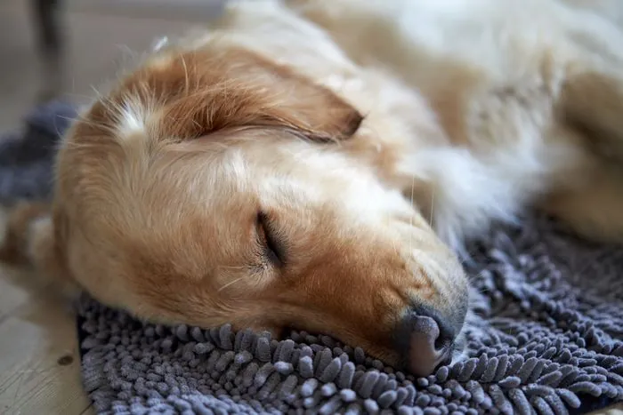 Pet Stain and Odour Treatment